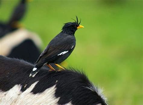 Burung jalak kerbau atau burung jalak kebo adalah burung yang juga kerap disebut dengan burung jalak hitam ini memang sudah cukup populer pada kalangan kicau mania, khususnya pecinta burung jalak ditanah air. Rekomendasi Makanan Burung Jalak Kebo dan Ciri-Ciri