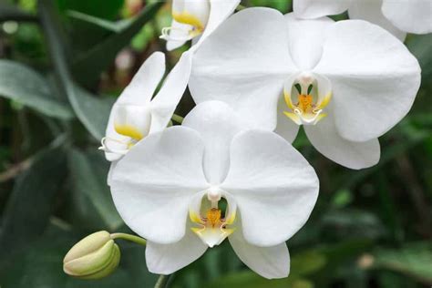 15 Amazing Phalaenopsis Orchid Facts Smart Garden Guide
