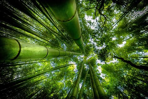 Bamboo HD Wallpapers And Backgrounds