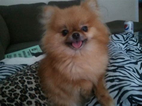 Charity, i do not have free puppies. Missing Small Dog Alert: MD, Aberdeen (West Belair Ave & Moyer St) ~ Missing Pomeranian