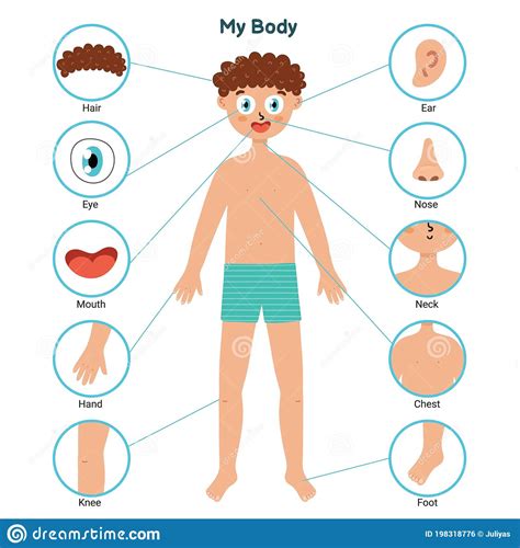Body Parts Educational Posters With A Boy Learning Parts Of Body Stock