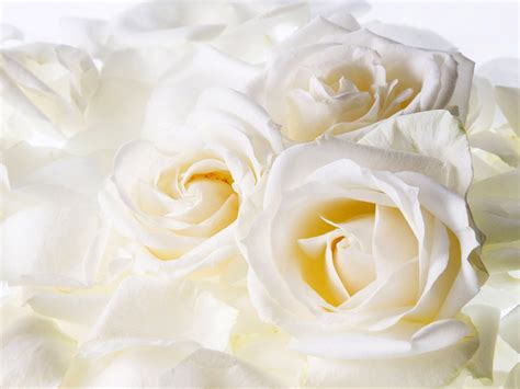 White Rose Powerpoint Background Best Image Background