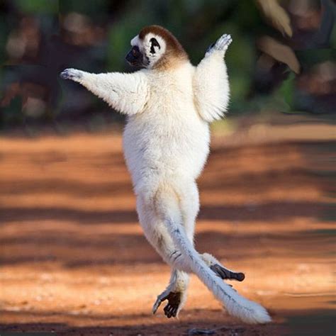 Help Almost Extinct Animals How Can We Help Silky Sifaka