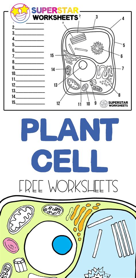 Plant Cell Worksheets Superstar Worksheets