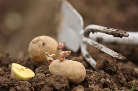 Planter Des Pommes De Terre Comment Et Quand Le Faire