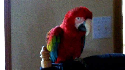 Macaw Singing Youtube