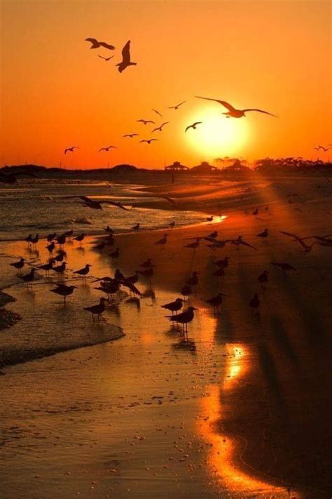 Seagulls At The Sunset Beach Beautiful Sunrise Beautiful Sunset