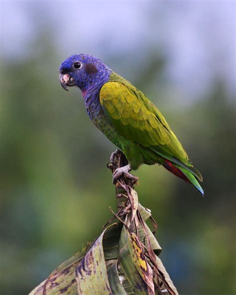 Blue Headed Parrot Pionus Menstruus Pionus Pet Birds Parrots Pet