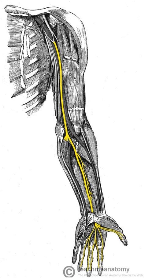 Median Nerve Distribution Median Nerve Nerve Upper Limb Anatomy Porn Sex Picture