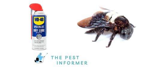 How To Get Rid Of Carpenter Bees With Wd 40 The Pest Informer