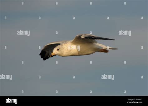 Herring Gulls In Flight Stock Photo Alamy