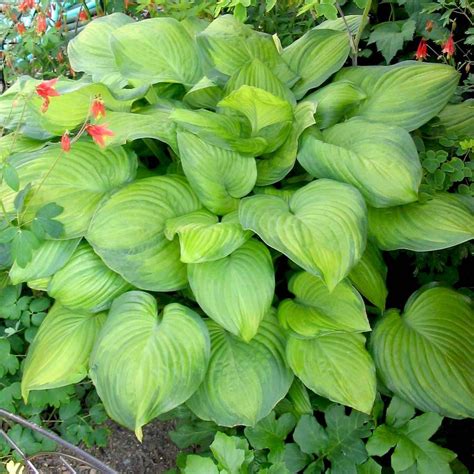 Hosta Guacamole Plantain Lily From Sandys Plants