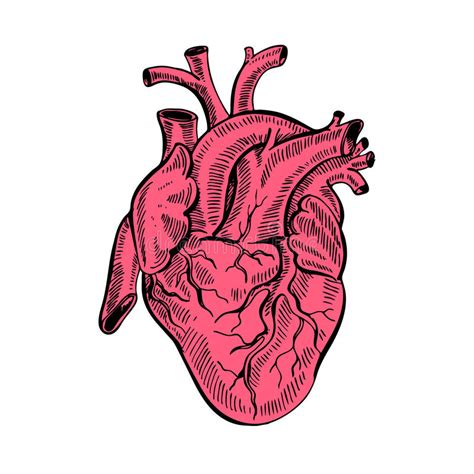 Hand Drawing Sketch Anatomical Heart Cartoon Style Vector Illustration