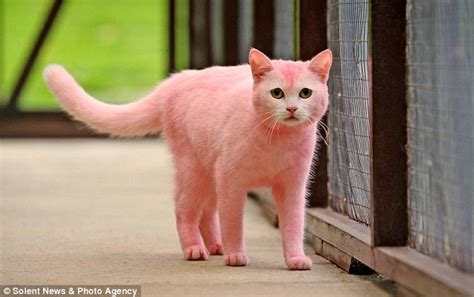 The Pink Panther Of Swindon White Cat Is Abandoned After Guerilla