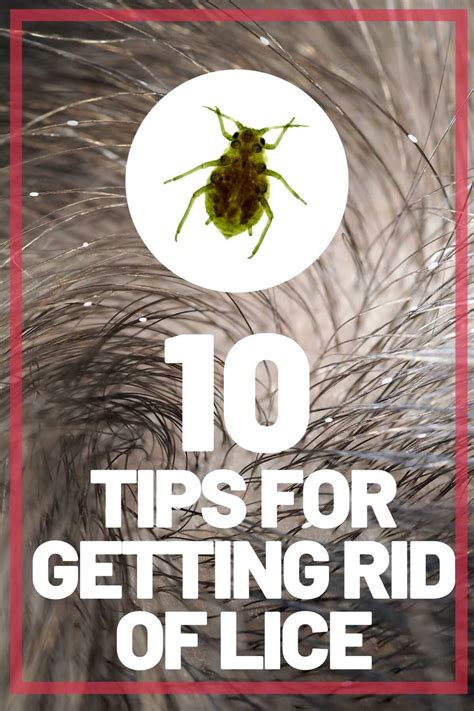 Get Rid Of Lice For Good 5 Lice Remedies That Work