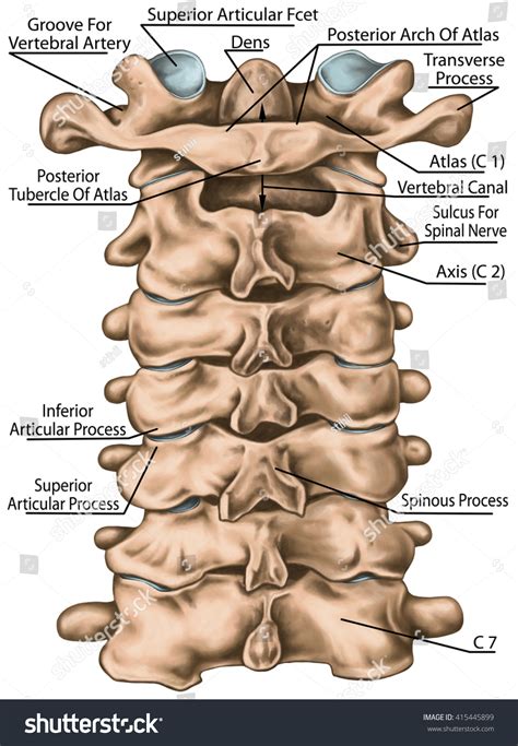 Cervical Spine Structure Vertebral Bones Cervical Stock Illustration