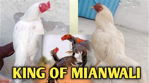 King Of Mianwali Fighter Cock Cutie Birds Youtube