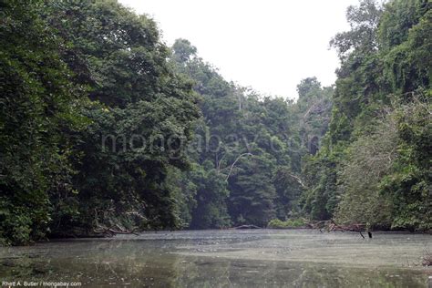 Congo Tour Rainforest River In Gabon