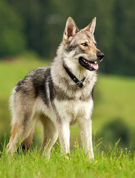 Wild Animals Or Domestic Animals Do Wolfdogs Make Good Pets