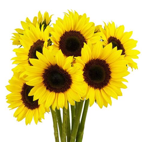 Sunrich Gold Sunflower Esmeralda Farms Wholesale Flowers