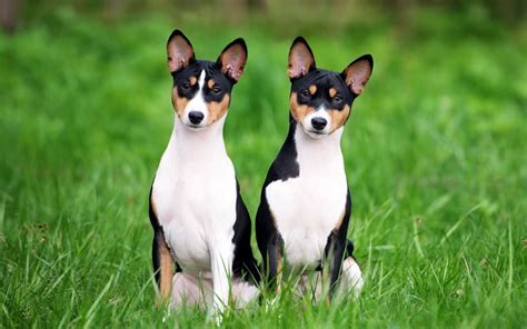 Basenji Puppies Breed Information And Puppies For Sale
