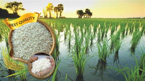 Also, any individual can start a spice business as a small, medium and large scale base as per his or her india produces almost all the known spices. Organic cultivation of Basmati rice in Pakistan: How to Start - Agriculture Information Bank