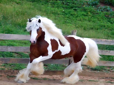 Top 10 Most Beautiful Horses In The World Worldstoptenviewblogspot