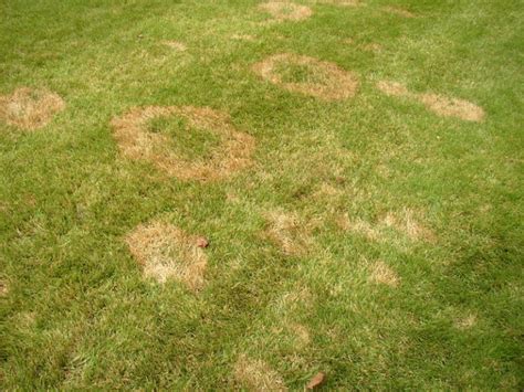 Brown Patches In Buffalo Lawn Lawn Tips Myhometurf