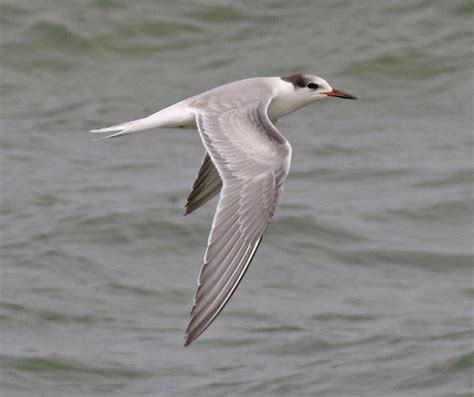 Common Tern Juvenile In Flight Miller Beach Lake County Indiana