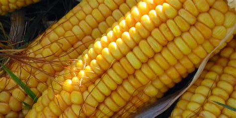 Gentechnisch veränderter Mais: Anbauflächen weltweit ...