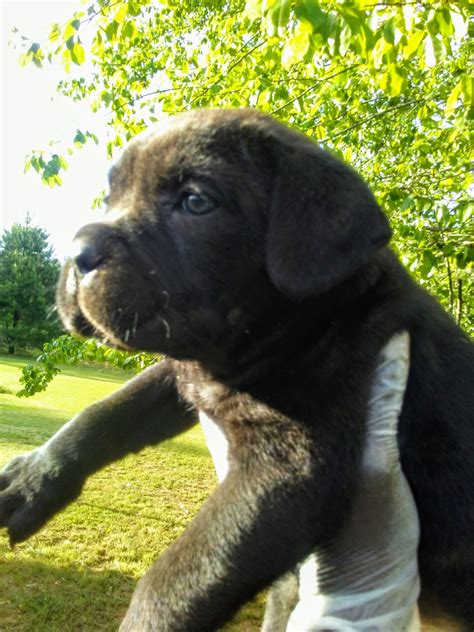 Cane Corso Puppies For Sale | Atlanta, GA #292651
