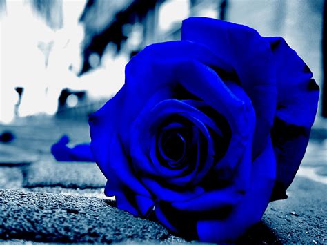 Blue Roses Background 48 Images