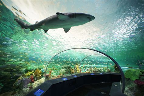 Ripleys Aquarium Of Canada Visiter Toronto Voyage Canada Que Faire
