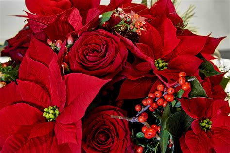 How To Care For Your Poinsettia The Christmas Plant Mother Distracted