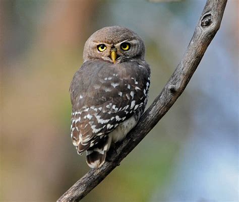 Forest Owlet Indias Endangered
