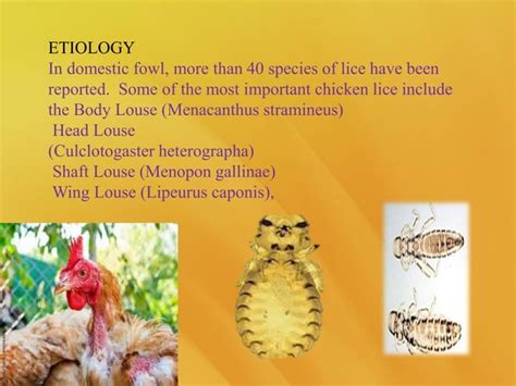 Poultry Diseases External Parasites