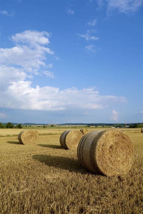 Bales Of Straw Farming Agriculture Image Free Photo