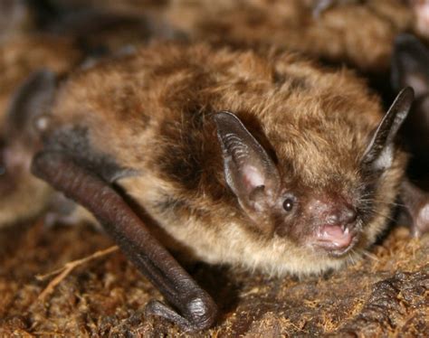 Bats In Massachusetts Little Brown Bats And Big Brown Bats