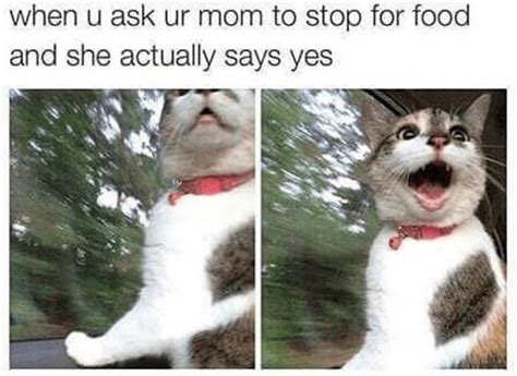 32 Cat Memes To Ensure You Have A Fabulous Caturday