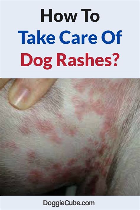 Omg These Red Rashes On My Dogs Skin Doesnt Look Good And Its