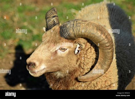 Castlemilk Moorit Rare Breed Sheep At Cotswold Farm Park Nr Guiting