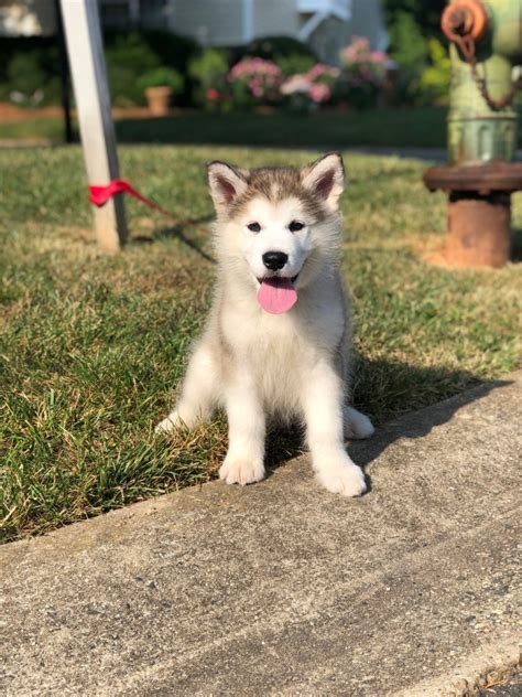 The coats of alaskan malamute mixes can vary in color, but almost always have a thick fur coat that require daily grooming. Alaskan Malamute Puppies For Sale | Greensboro, NC #333054