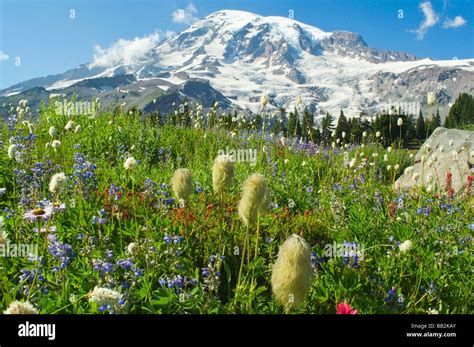 Wildflowers In Mount Rainier National Park Mt Rainier National Park