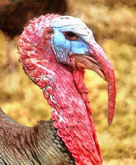 Maybe you would like to learn more about one of these? beak, red neck, turkey, thanksgiving, turkey, live turkey ...