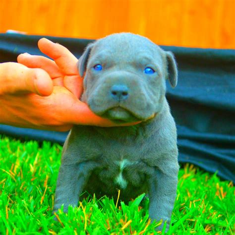 The most common eye color for dogs is brown and by around 3 or 4 months their color will have fully transitioned. Do Pitbull Puppies With Blue Eyes Really Exist? - FPMKennels
