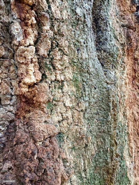 Beautiful Tree Bark Texture Stock Photo Download Image Now Abstract