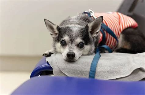 Caring For Your Senior Chihuahua Heres What To Know
