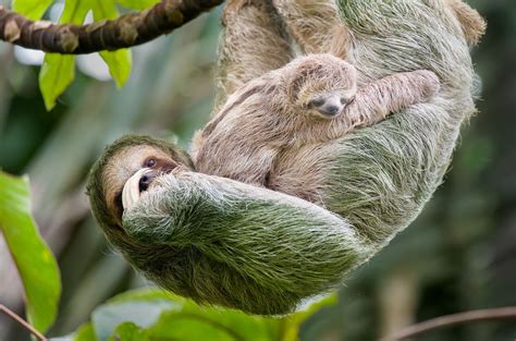 Why Sloths Are Endangered And What We Can Do