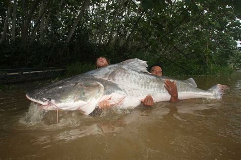 10 Biggest Catfish World Records Of All Time Game And Fish Big