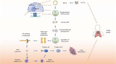 Frontiers Emerging Biological Functions Of IL A A New Target In Chronic Obstructive